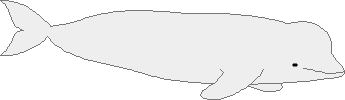 Belugabig.gif (1882 bytes)